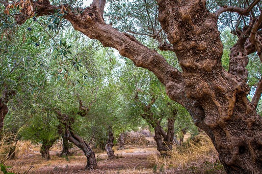 Cultivatorii greci de măsline au întărit paza livezilor 