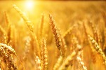 Rusia - a doua mare recoltă de cereale din istorie