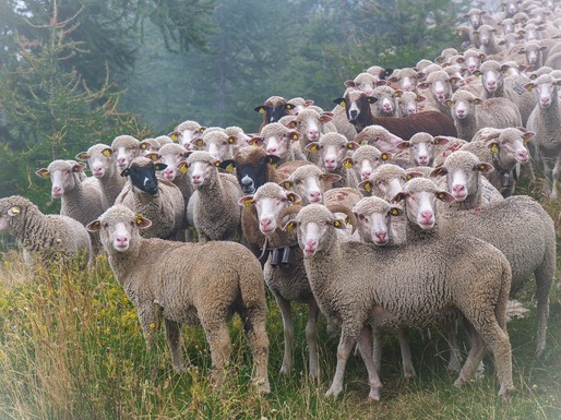 În Bulgaria, a fost confirmat primul focar de pesta rumegătoarelor mici din ultimii șase ani. Proprietarii animalelor au ascuns informațiile de autorități