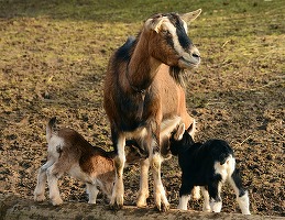 Ungaria sugerează că un „atac biologic” ar fi sursa focarului său de febră aftoasă
