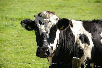 Ungaria a detectat un nou focar de febră aftoasă și sacrifică tot mai multe bovine