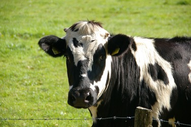 Ungaria a detectat un nou focar de febră aftoasă și sacrifică tot mai multe bovine