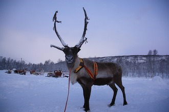 NATO merge în Țara lui Moș Crăciun - centru de comandă al NATO în Laponia pentru consolidarea securității în Arctica