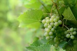 Ucraina va interzice importurile de struguri și vin din Moldova