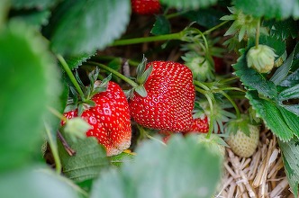 Polonia stopează importurile de fructe și legume cu urme de pesticide interzise în UE