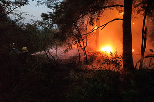 VIDEO Belgradul, acoperit de fum. Patru incendii majore de vegetație sunt active în Serbia. Unul la Dunăre, lângă Baziaș