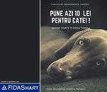 Avocatura pro bono: FIDASmart este alături de Homeless Animal Hospital în proiectul național de acordare de asistență medicală animalelor fără stăpân