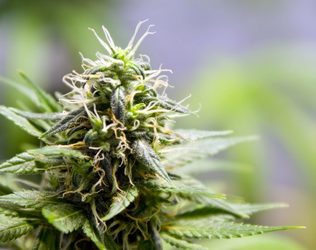 Dentons își consolidează grupul dedicat industriei canabisului