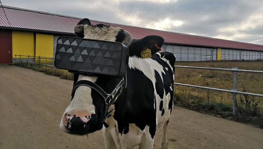 Vacile dau mai mult lapte cu o cască de VR pe cap