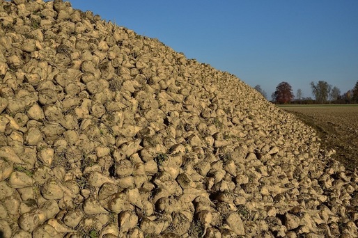 Un virus amenință să distrugă o mare parte din recolta de sfeclă de zahăr a Europei