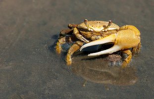 Consumatorii chinezi se înghesuie să plătească 400 de dolari pentru o cutie de crabi