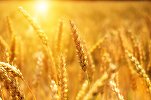 Livrările de grâu se diminuează, prețul pâinii ar putea crește. Avertismentul - transmis și de ministrul Agriculturii la Ora de Profit.ro