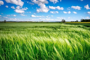 Rusia va limita exporturile de îngrășăminte pentru a-și asigura aprovizionarea internă