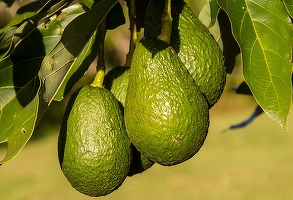 Prețurile la avocado au urcat la cel mai ridicat nivel din ultimii 24 de ani
