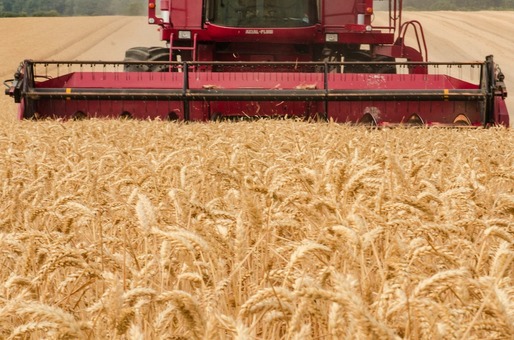 Cea mai recentă achiziție de grâu a Egiptului, cel mai mare importator din lume, dezvăluie costurile uriașe cu care se confruntă importatorii în contextul răboiului din Ucraina