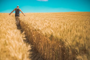 Prețul grâului a urcat la maximul ultimelor 2 luni din cauza deciziei Indiei de a restricționa exporturile. Revelație - cât de limitate sunt stocurile globale pe fondul războiului din Ucraina 