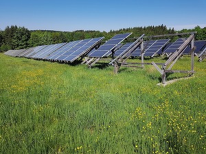 Sectorul creșterii oilor din SUA profită de pe urma expansiunii energiei regenerabile