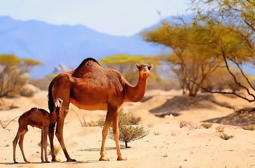 Arabia Saudită vrea să cultive fructe și legume în deșert. Cum va fi posibil
