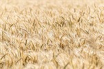 Culturile agricole din Rusia, cel mai mare exportator de grâu, afectate grav de diferențele mari de temperatură. Mai multe regiuni producătoare de cereale au declarat stare de urgență