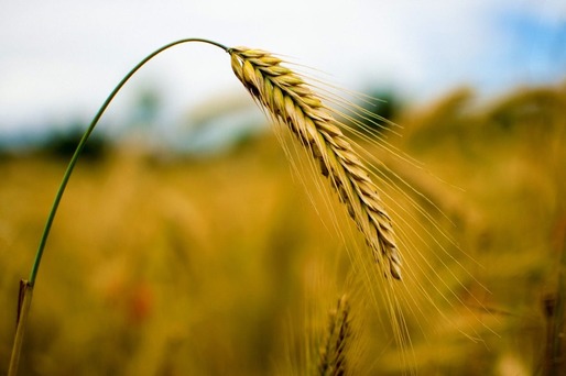 Scăderea apetitului Chinei pentru cerealele din străinătate creează probleme pe piața mondială