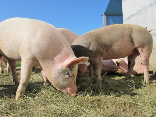 China: Ancheta privind importurile de carne de porc vizează cei mai mari vânzători din blocul comunitar