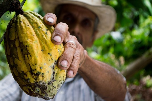 Cel mai mare producător mondial de cacao vrea să majoreze prețul plătit fermierilor pentru boabele de cacao