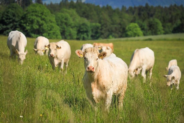  ANUNȚ Prima taxă pe emisiile poluante ale animalelor de fermă