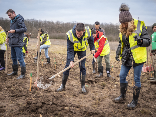FOTO Peste 16.000 de puieți au fost plantați în județul Ilfov, la inițiativa Nordis Group, pe un teren aflat în proprietatea dezvoltatorului
