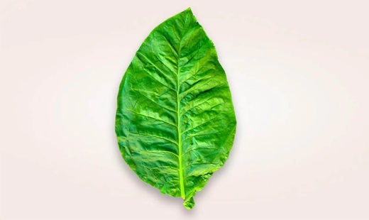 Beneficiile utilizării produselor fără fum