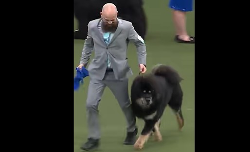 VIDEO Zooland.ro - România are cu ce se mândri! Viking, un câine din rasa Mastiff Tibetan, a câștigat titlul mondial 