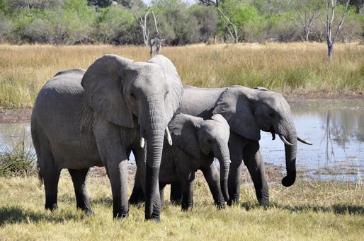 Zooland.ro - Animale care au prezis dezastre naturale. Exemple celebre