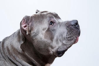 Zooland.ro - Rase de câini pentru care ai nevoie de asigurare