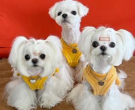 Zooland.ro - Suma enormă cheltuită de o femeie pentru animale de companie