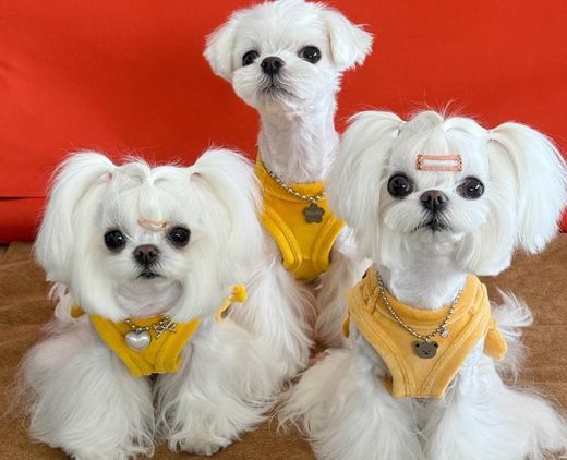 Zooland.ro - Suma enormă cheltuită de o femeie pentru animale de companie