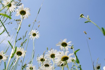 Casa-gradina.ro - FOTO Plante care rezistă cu succes verilor tot mai calde din România