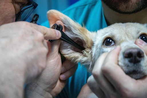 Zooland.ro - Cum să nu-i mai fie frică câinelui tău de veterinar