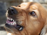 Zooland.ro - Cele mai agresive rase de câini. Rezultate neașteptate