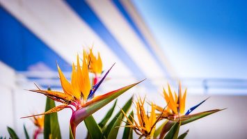 Casalux.ro - FOTO Plante spectaculoase care completează estetic interioarele exclusiviste