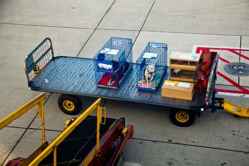 Zooland.ro - Generația Z evită să zboare cu avionul din cauza animalelor de companie
