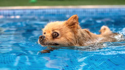 Zooland.ro - Noul trend al verii! Piscinele dedicate exclusiv câinilor