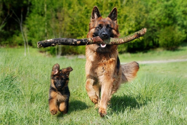 Zooland.ro - La ce se gândește câinele tău? Scanările cerebrale dezvăluie secretele canine