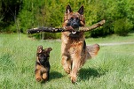 Zooland.ro - La ce se gândește câinele tău? Scanările cerebrale dezvăluie secretele canine