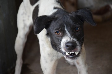 Zooland.ro - 5 lucruri pe care ar trebui să le știm despre câinii agresivi și anxioși