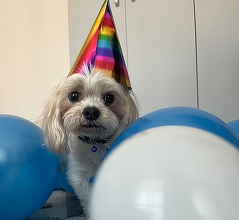 Zooland.ro - Ce simt câinii când le sărbătorim ziua de naștere VIDEO