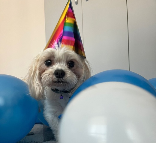 Zooland.ro - Ce simt câinii când le sărbătorim ziua de naștere VIDEO