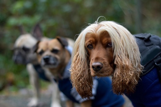 Zooland.ro - Țara unde câinii merg zilnic la școală pentru a nu mai fi singuri acasă