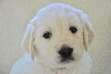 Zooland.ro - Vrei un animal de companie ? Cât te costă: prețuri pentru microcipare, vaccinuri obligatorii și pașaport european