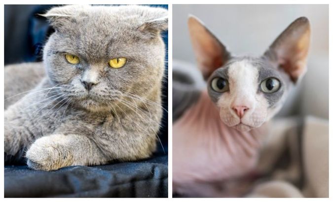 Zooland.ro - Două rase de pisici, declarate ilegale în Olanda