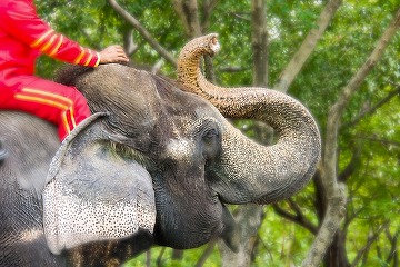 Zooland.ro - Decizie istorică: Indonezia interzice plimbările pe elefanți