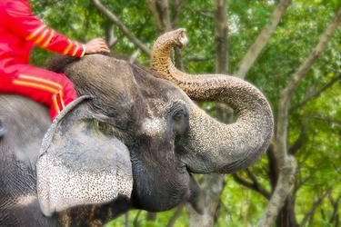 Zooland.ro - Decizie istorică: Indonezia interzice plimbările pe elefanți
